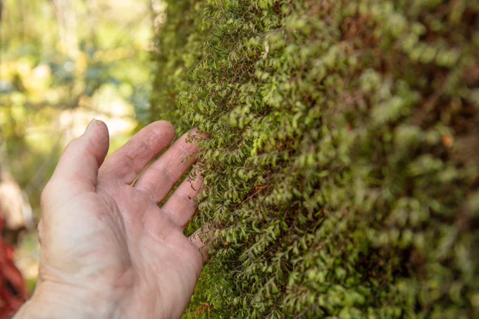 A hand running over a green mass of tiny ferns growing on a vertical surface.  