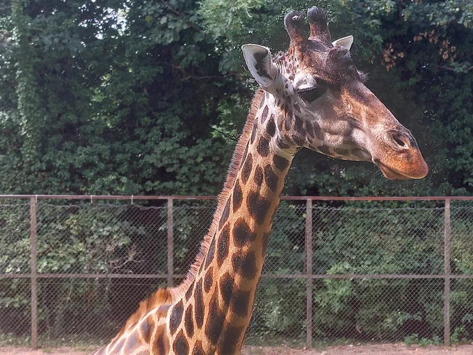 Giraffe at Dudley Zoo