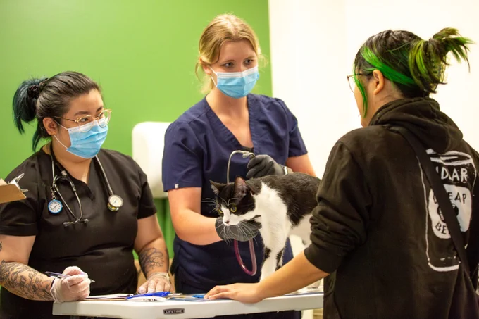A person brings their cat to the vet