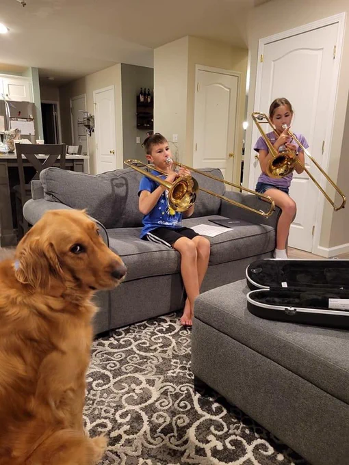 a golden retriever sits on a living room floor looking over his shoulder. he looks extremely nonplussed. on the gray sofa in front of him, two kids are perched practicing trombone. the dog is going to work on his poker face before their first recital.