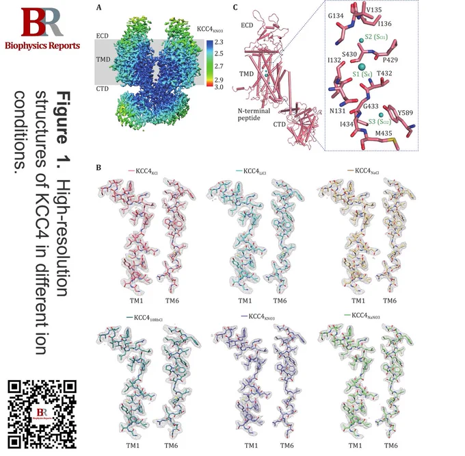 Figure  1.  High-resolution structures of KCC4 in different ion conditions. A 3D reconstruction of KCC4KNO3 colored by local resolution. B Sample of EM maps at transmembrane helices 1 (TM1) and 6 (TM6) of KCC4 in different ion conditions at the contour level of 4 σ. C Cartoon representation of one KCC4KCl subunit (left) and the zoom-in view of three potential ion binding sites S1–S3 (right). S1–S3 are equivalent to the three sites (SK, SCl1, SCl2) that we initially assigned in the KCC16KKR structure. The ions are shown as cyan spheres