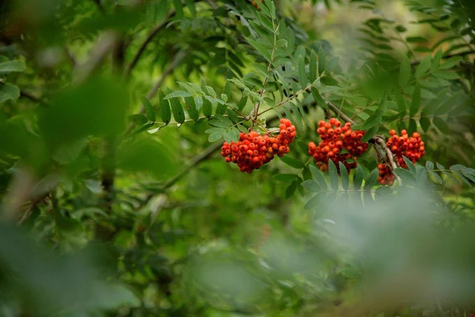 Big bunches of red rowan berries hanging from a tree