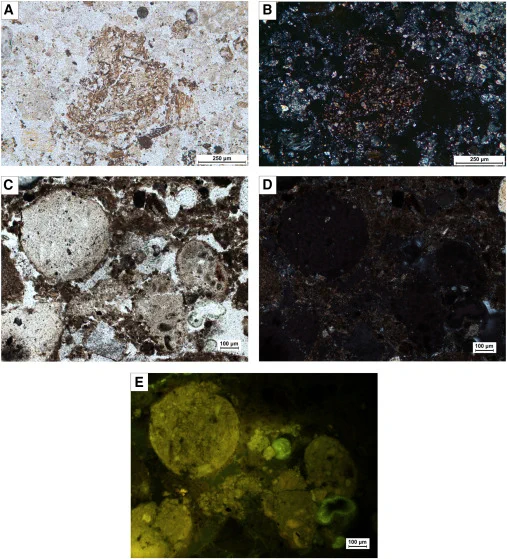 Figure 5. Micromorphological indicators of excrement

(A) Coprolite fragment (PPL) (scale bar, 250 μm); (B) same as (A) in XPL (note the abundant fecal spherulites inside) (scale bar, 250 μm); (C) phosphatic nodules (PPL) (note white-yellowish color) (scale bar, 100 μm); (D) same as (C) in XPL (scale bar, 100 μm); (E) same as (C) in BL (note how the nodules fluoresce) (scale bar, 100 μm). PPL, plane-polarized light; XPL, cross-polarized light; BL, blue light.
