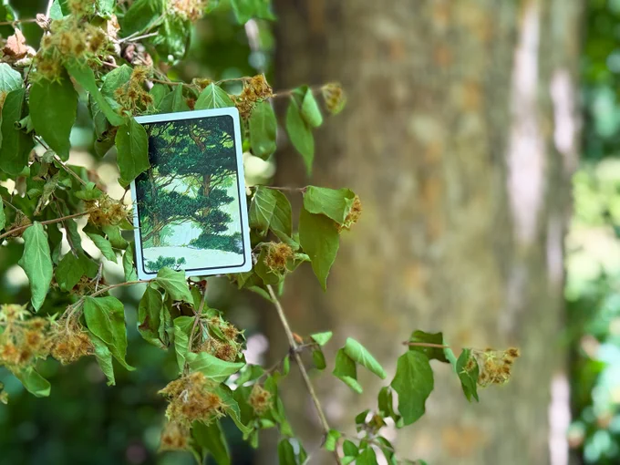Hanafuda in Nature with Leaves and Trees