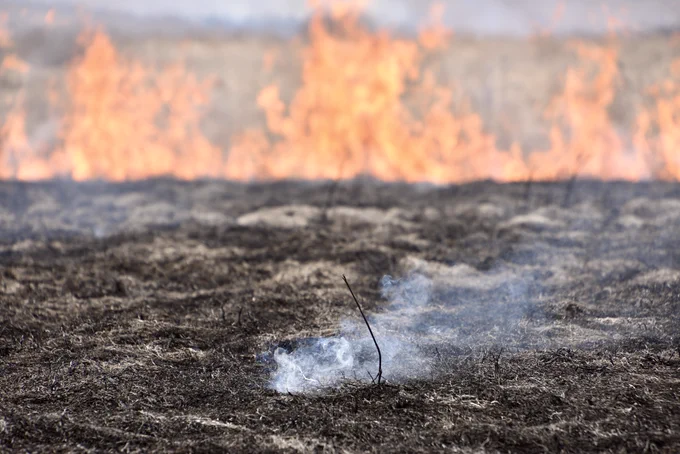 A photo of a smoldering field that was burned as part of a controlled fire.