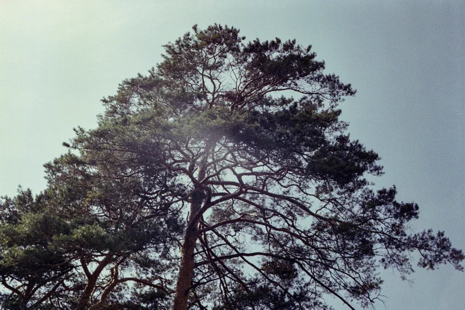 A big pine tree in the sunshine with pastel blue sky. A lens flare is causing the centre of the photo to be a bit brighter than the rest.
