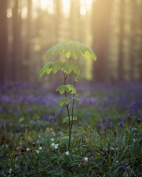 Small sapling tree in a forest, snowdrops and bluebells in the forest floor