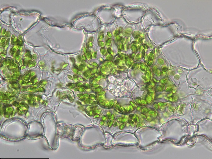 Sorghum cells cross section showing chloroplasts