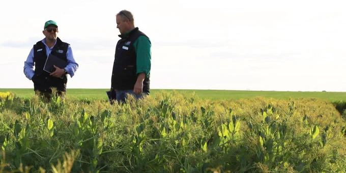 Andrew Russell (left) and Andrew Ware (right) stand in a crop trial talking. 