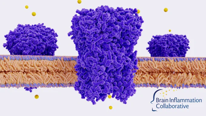 ID: Cartoon of a purple ion channel protein embedded in the plasma membrane.