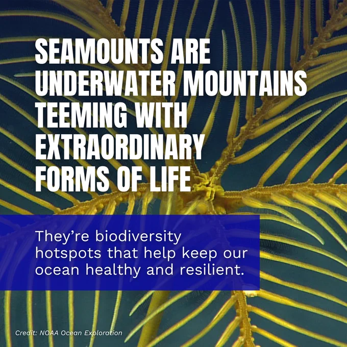 Image featuring a close-up view of a marine organism, possibly a coral, with text overlay explaining that seamounts are underwater mountains rich in biodiversity, crucial for healthy and resilient oceans. Credit: NOAA Ocean Exploration.