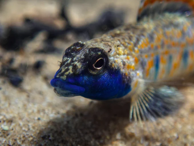 a fish with a blue face