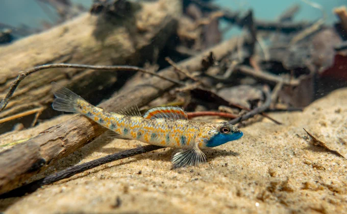 a fish with a blue face on a sandy stream bottom