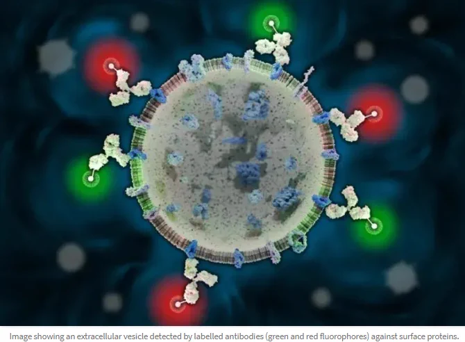 Image showing an extracellular vesicle detected by labelled antibodies (green and red fluorophores) against surface proteins.