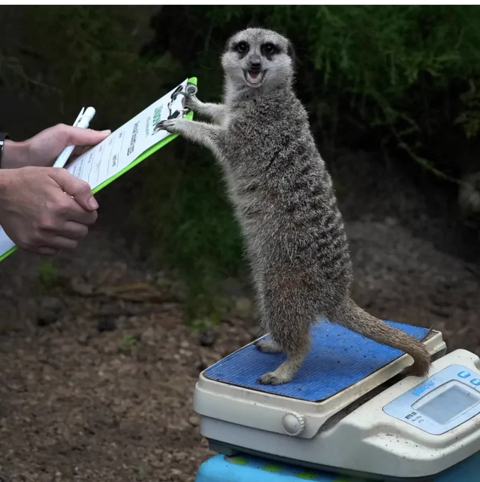 A picture from the New York Times of a meerkat being photographed while standing on a scale. He is facing the camera while reaching for a clipboard being held by a zookeeper.