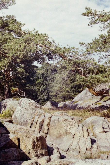 Coastal landscape with big rocks, pine trees and a grassy path going through. Cloudy skies, sunny weather.