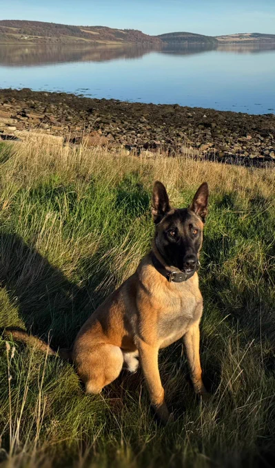 PD Paco - a 2 yr old Malinois, sat on grass with a shimmering Loch behind him