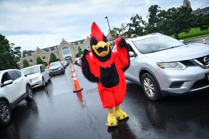 Beaks the Cardinal walks through a line of cars during Move-In Day.