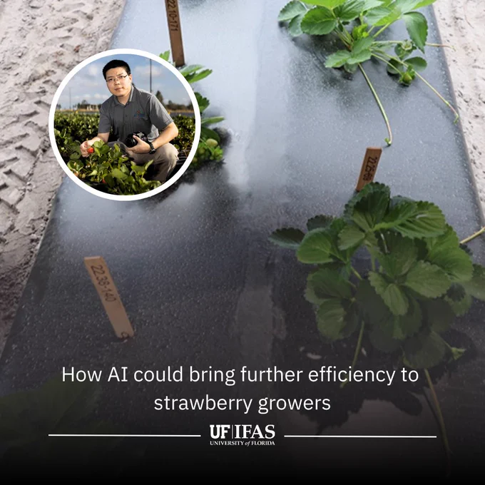 Researcher inspecting strawberry plants in a hydroponic system, with text stating "How AI could bring further efficiency to strawberry growers" and the logo of the University of Florida IFAS.