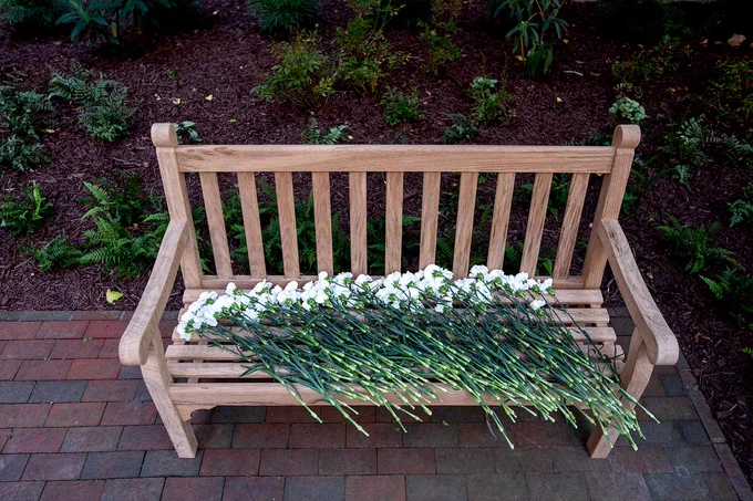 A wood bench with dozens of white roses on it