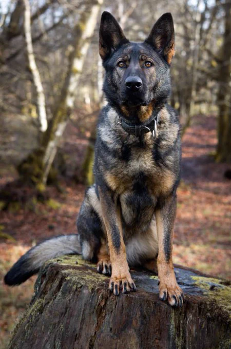PD Eli,  a GSD sat on a tree stump in a woods