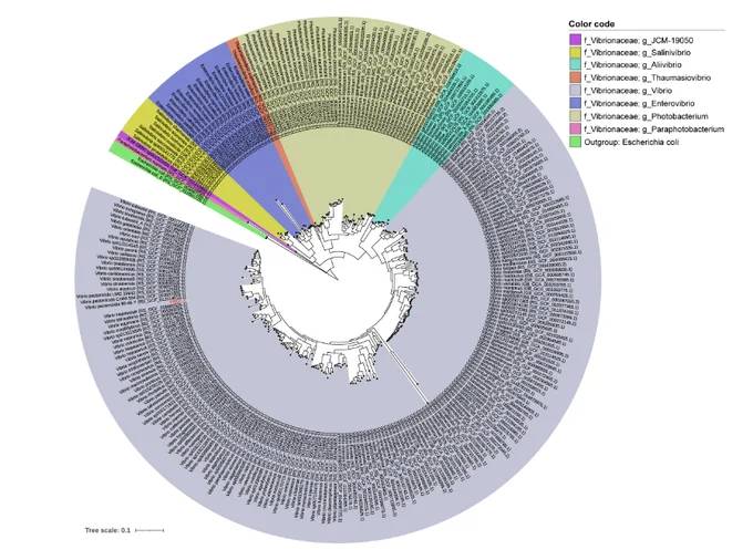 Phylogenomic tree of bacteria in the family Vibrionaceae. This phylogenomic tree illustrates the placement of strain FHCF-3 within the family Vibrionaceae, using genome data extracted from the Genome Taxonomy Database (GTDB, version 217) and NCBI Reference Sequence Database (as of 14 November 2024). The tree was constructed from genome sequences using GTDBtk v.2.3.2 (15) and rooted using Escherichia coli (GTDBtk accession numbers: RS_GCF_011881725.1 and RS_GCF_003697165.2) as an outgroup. Strain FHCF-3 is highlighted in red text.