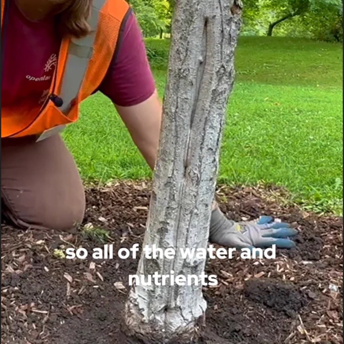 A man wearing an orange vest and safety glasses is planting a young tree in the ground.
