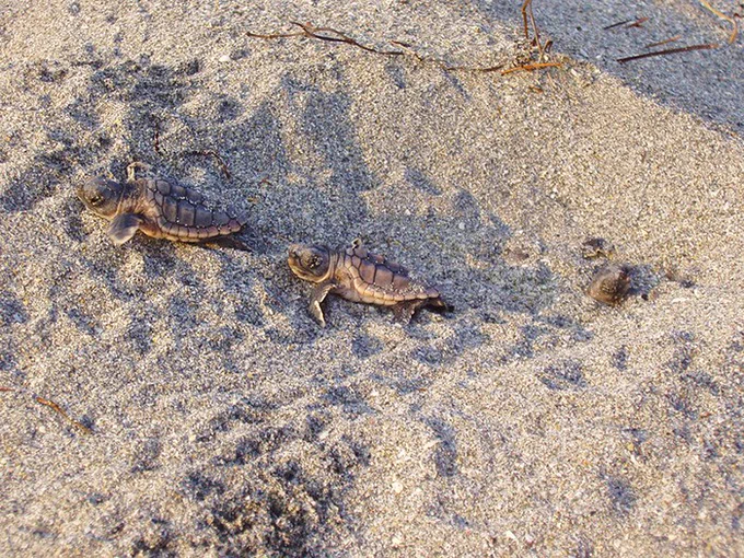 Four baby sea turtles crawling on sandy beach toward the ocean.