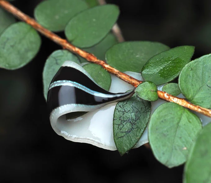 A striking black and white, squishy worm folds over itself as it crawls on a plant stem.