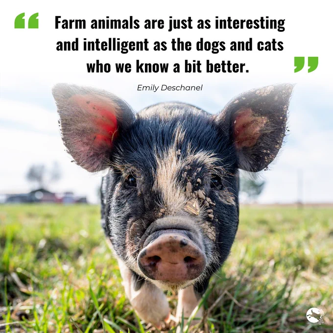 "Farm animals are just as interesting and intelligent as the dogs and cats who we know a bit better." Emily Deschanel