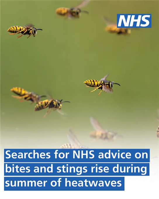 Image of a swarm of wasps.  Text reads: Searches for NHS advice on bites and stings rise during summer of heatwaves.