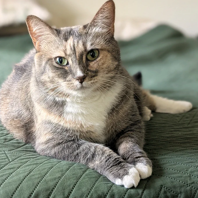 Tortoise with white rescued cat named Chloe lays on a green comforter and looks straight into the camera. Chloe is available for adoption through Lost Dog & Cat Rescue Foundation.