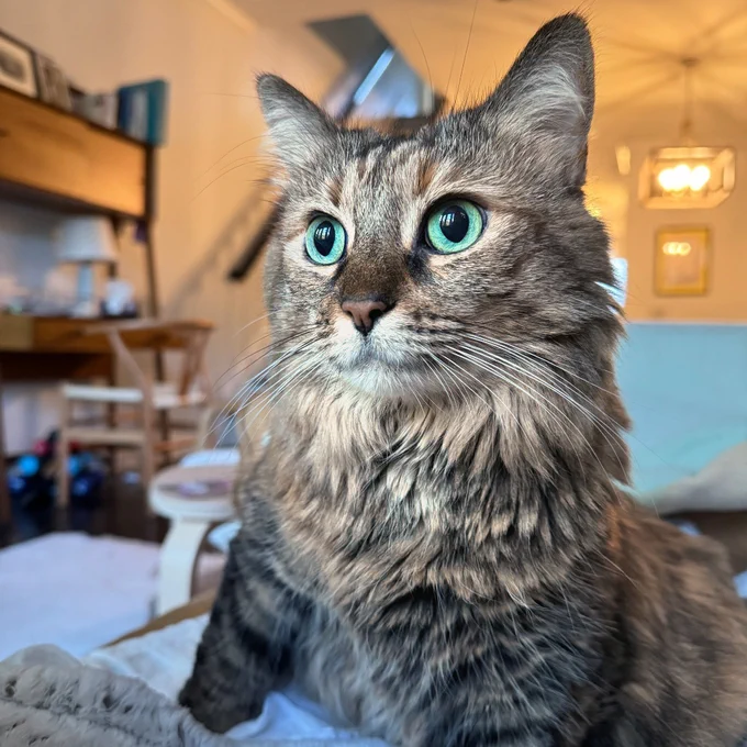 Beautiful torbie rescued cat named Tigrette looks wide-eyed off to the left. Tigrette is available for adoption through Lost Dog & Cat Rescue Foundation.