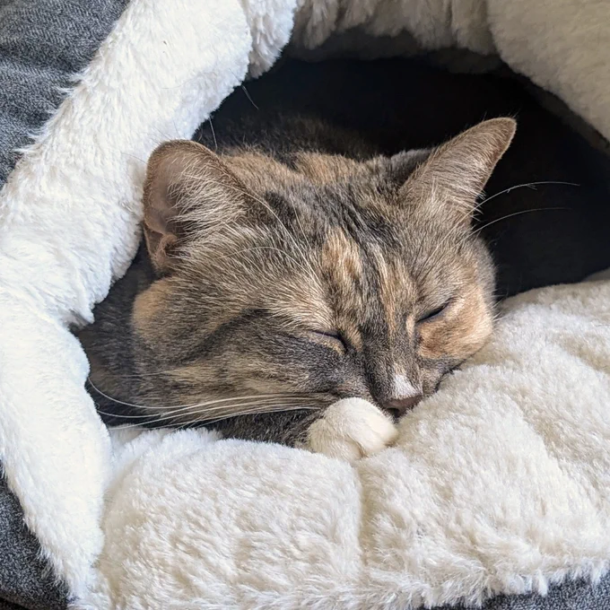 Tortoise with white rescued cat named Chloe naps in a comfy white cat bed. Chloe is available for adoption through Lost Dog & Cat Rescue Foundation.