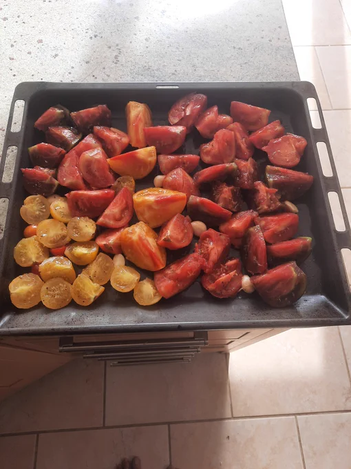 Large tomatoes cut in tray for roasting 