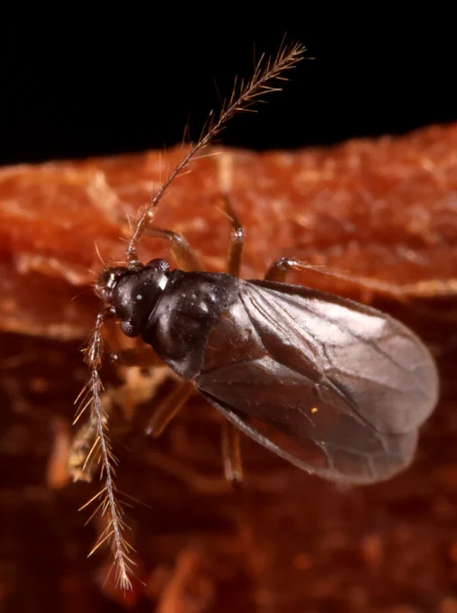 Blakts Ceratocombus corticalis