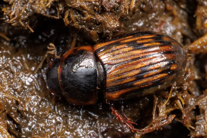 Mēslu vabole Aphodius sticticus