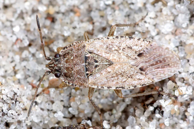 Zemesblakts Emblethis denticollis