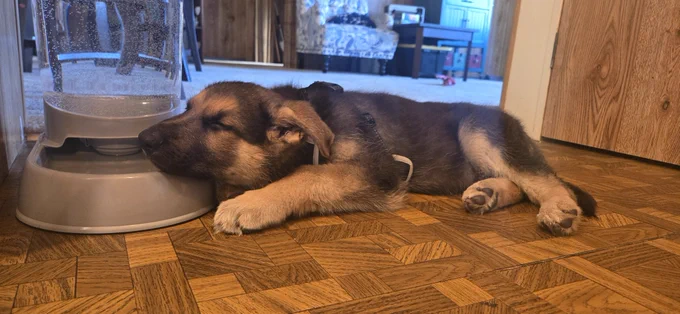 German shepherd puppy laying on a water bowl sleeping 