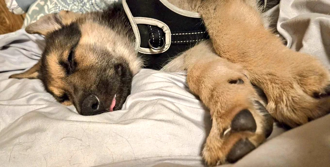 German shepherd puppy sleeping with his tongue out 