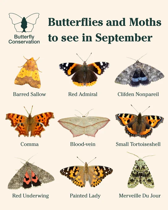 Butterfly Conservation's Butterflies and Moths to see in September: Barred Sallow, Red Admiral, Clifden Nonpareil, Comma, Blood-vein, Small Tortoiseshell, Red Underwing, Painted Lady, Merveille du Jour