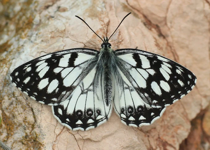 Spanish Marbled White (Melanagia ines) © Clive Burrows