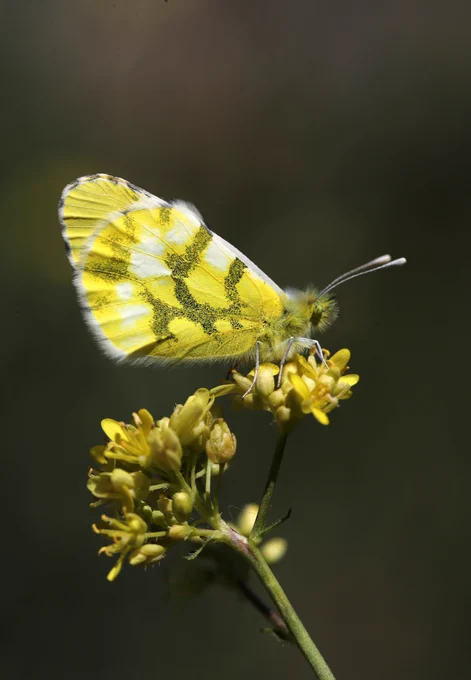 Provence Orange Tip (Anthocharis euphenoides) © Jon Dunn