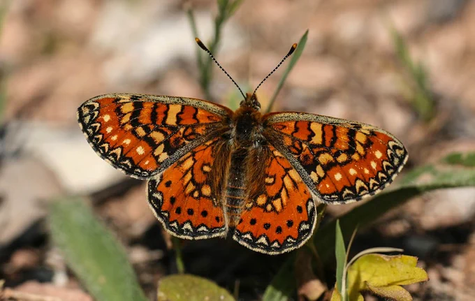 Spanish Fritillary (Euphydryas desfontainii) © Clive Burrows