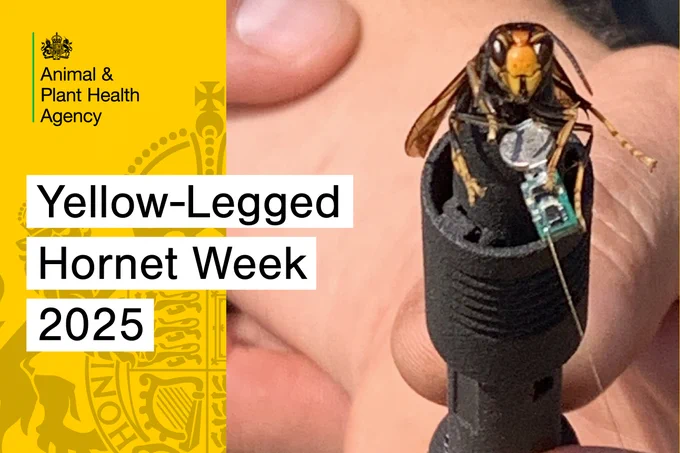 Promotional image for Yellow-Legged Hornet Week /Asian Hornet Week 2025 by the Animal & Plant Health Agency, featuring a close-up of a tagged yellow-legged hornet.