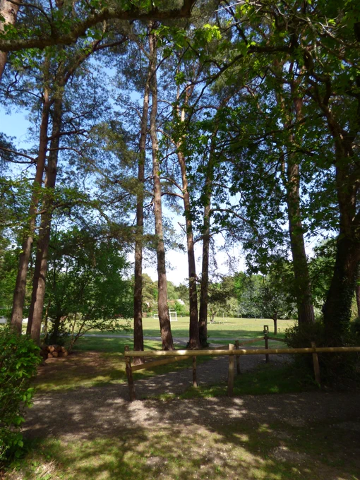 woodland, greenspace and green area at a rural school