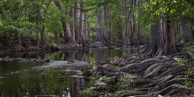 trees frame a stream