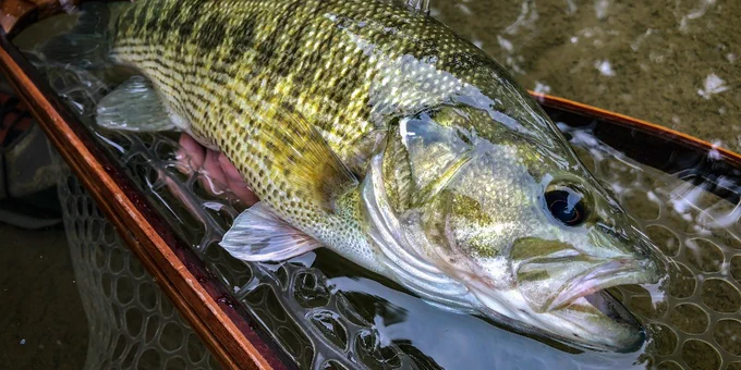a striped fish in a net