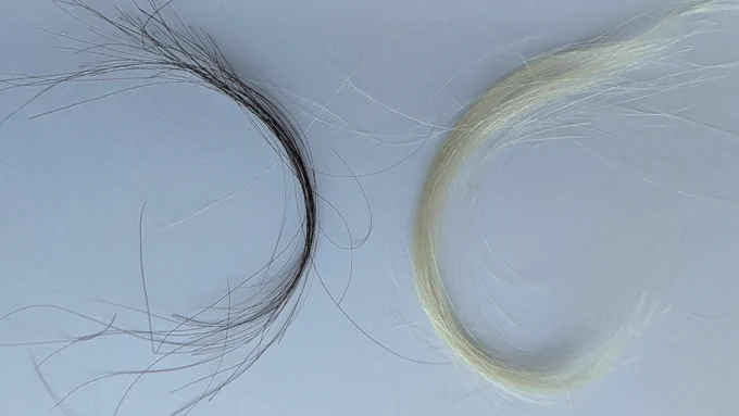 Archived hair samples from a baby (right) and an adult (left). 
CREDIT: Diego Fernandez
