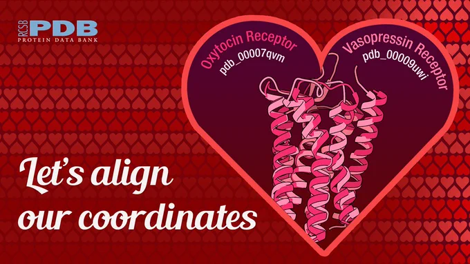 "Let's align our coordinates" valentine with Oxytocin receptor ("love hormone") aligned with vasopressin receptor
